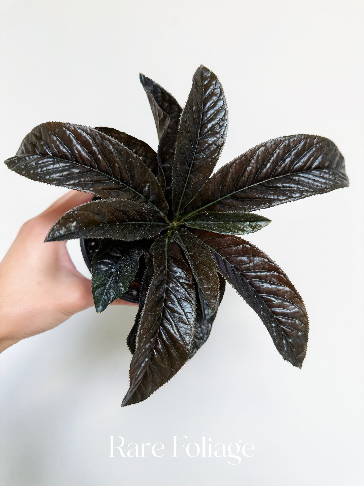Ardisia Black Boat 4”