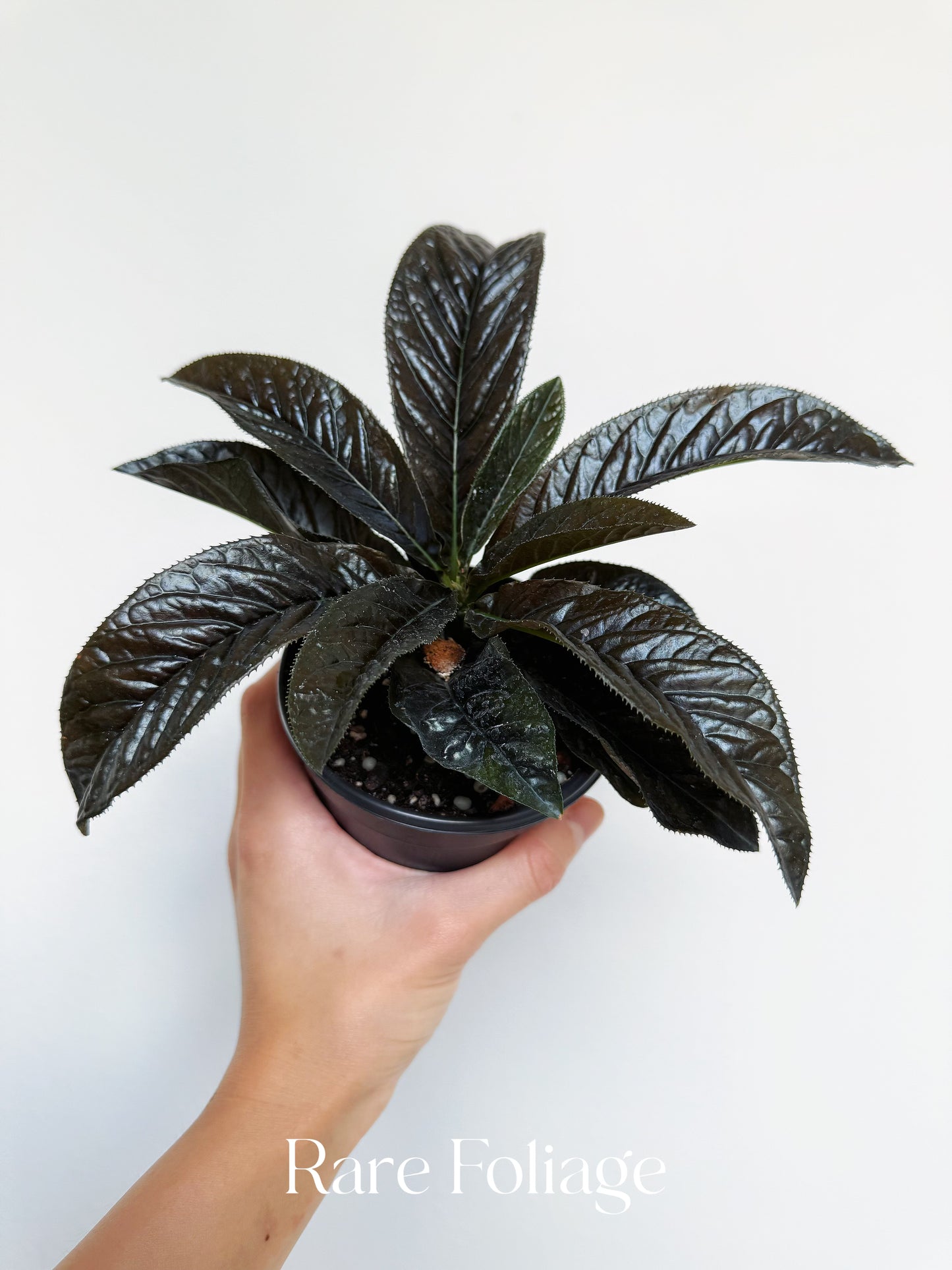 Ardisia Black Boat 4”