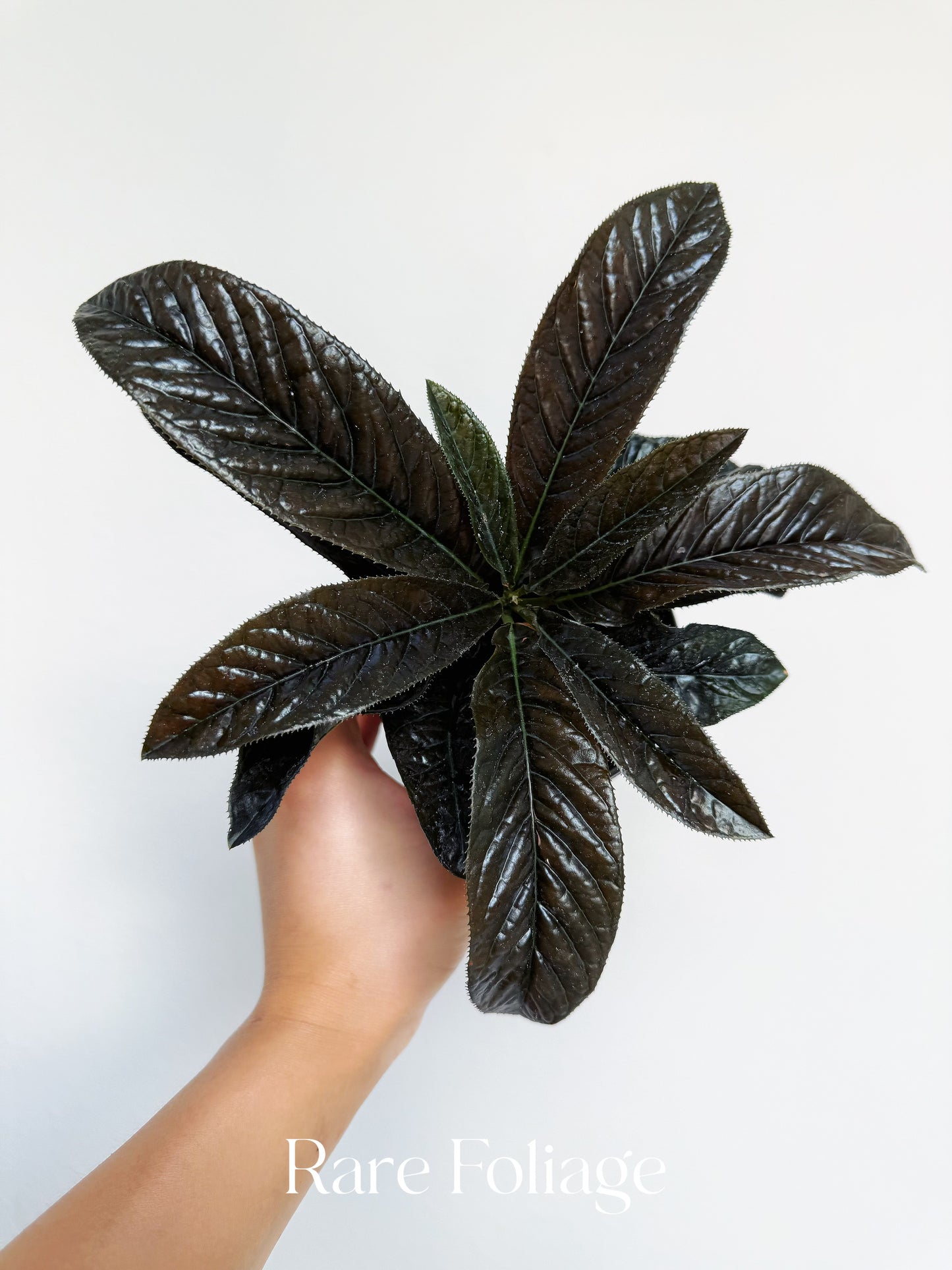 Ardisia Black Boat 4”