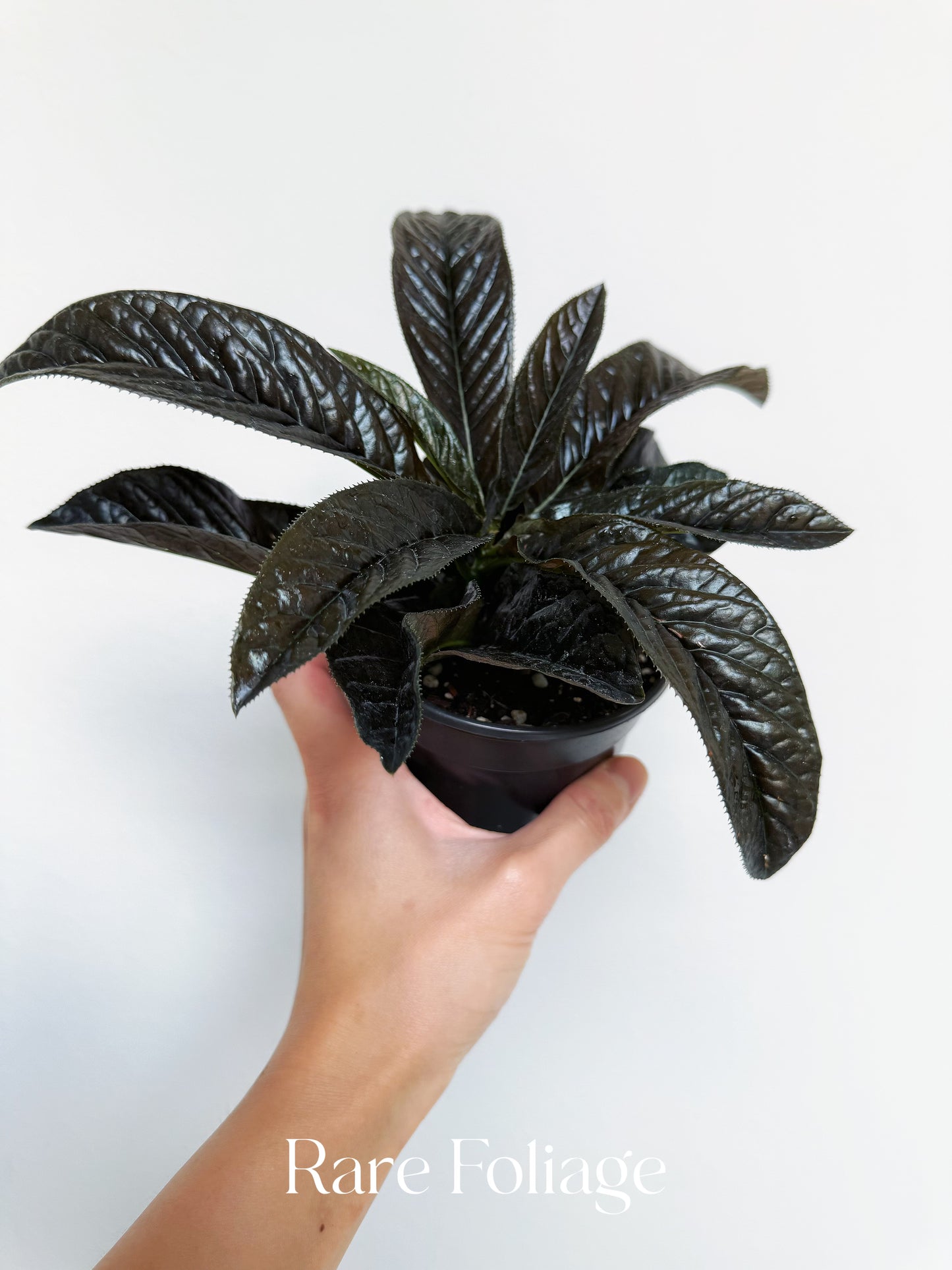 Ardisia Black Boat 4”