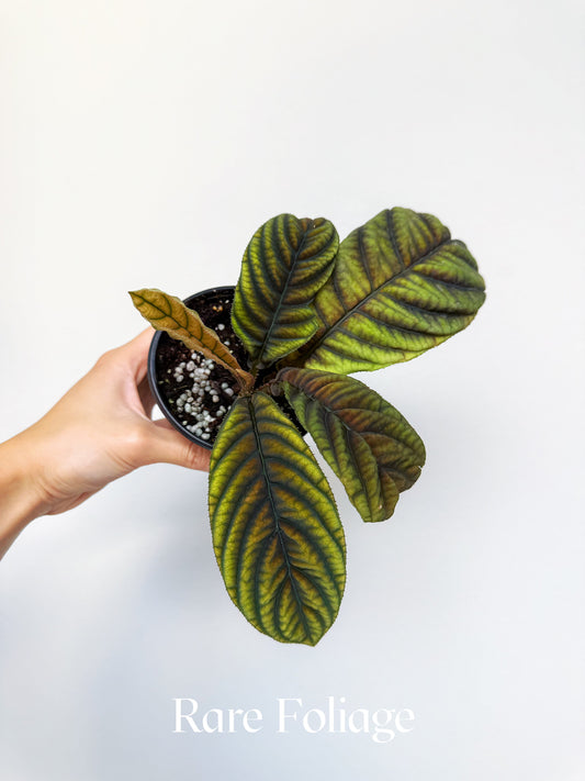 Ardisia Cool Fire 4"