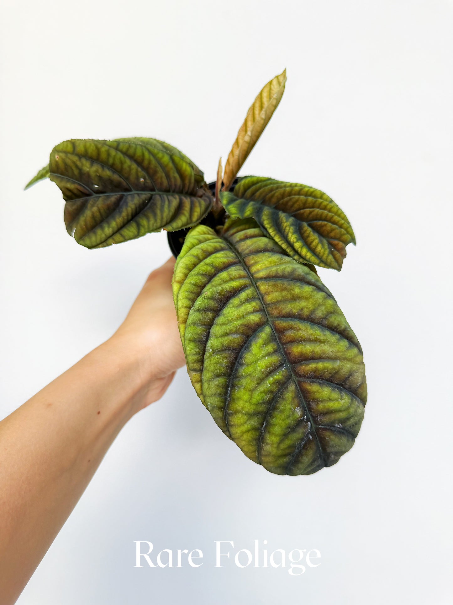 Ardisia Cool Fire 4"