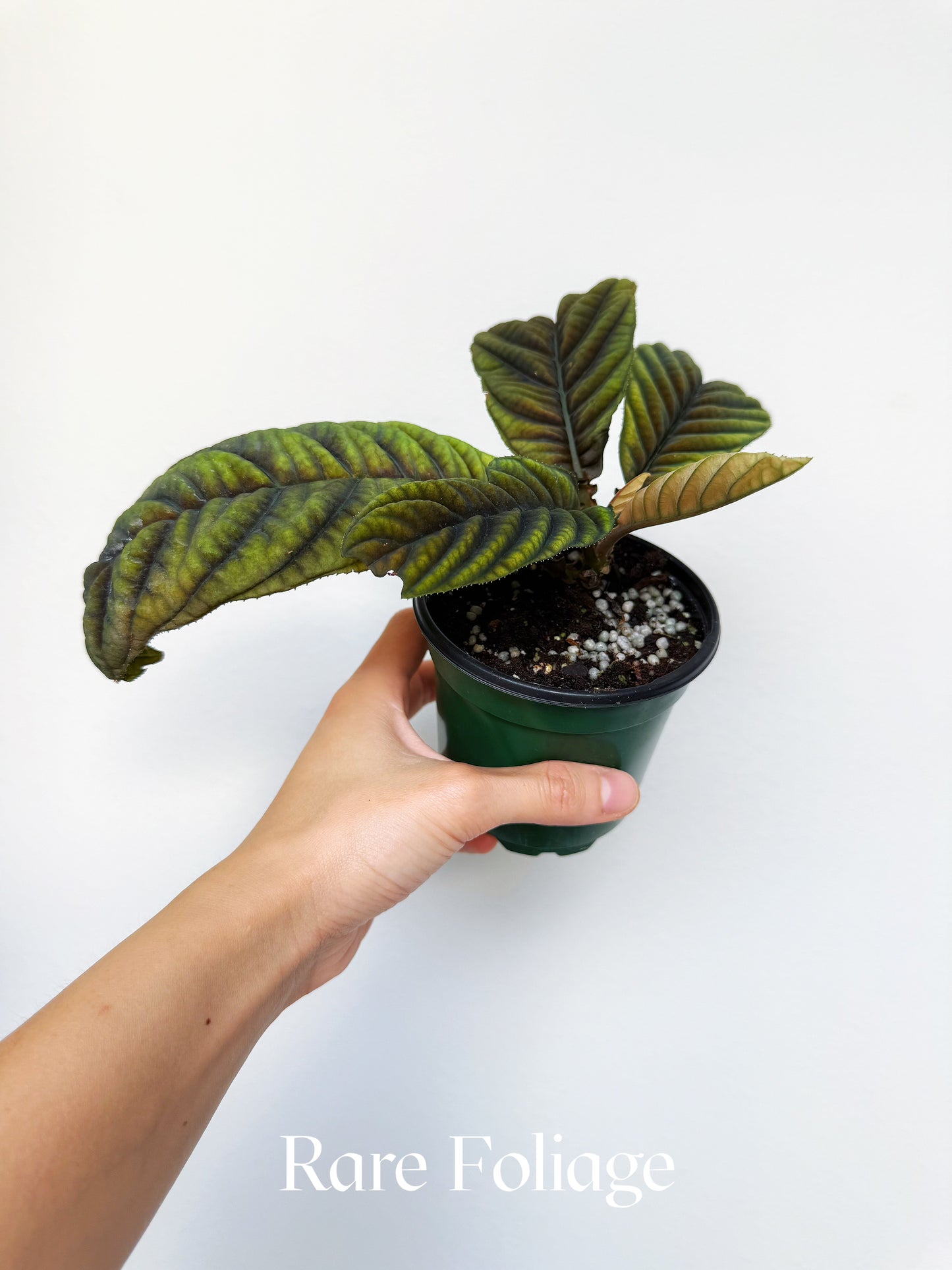 Ardisia Cool Fire 4"