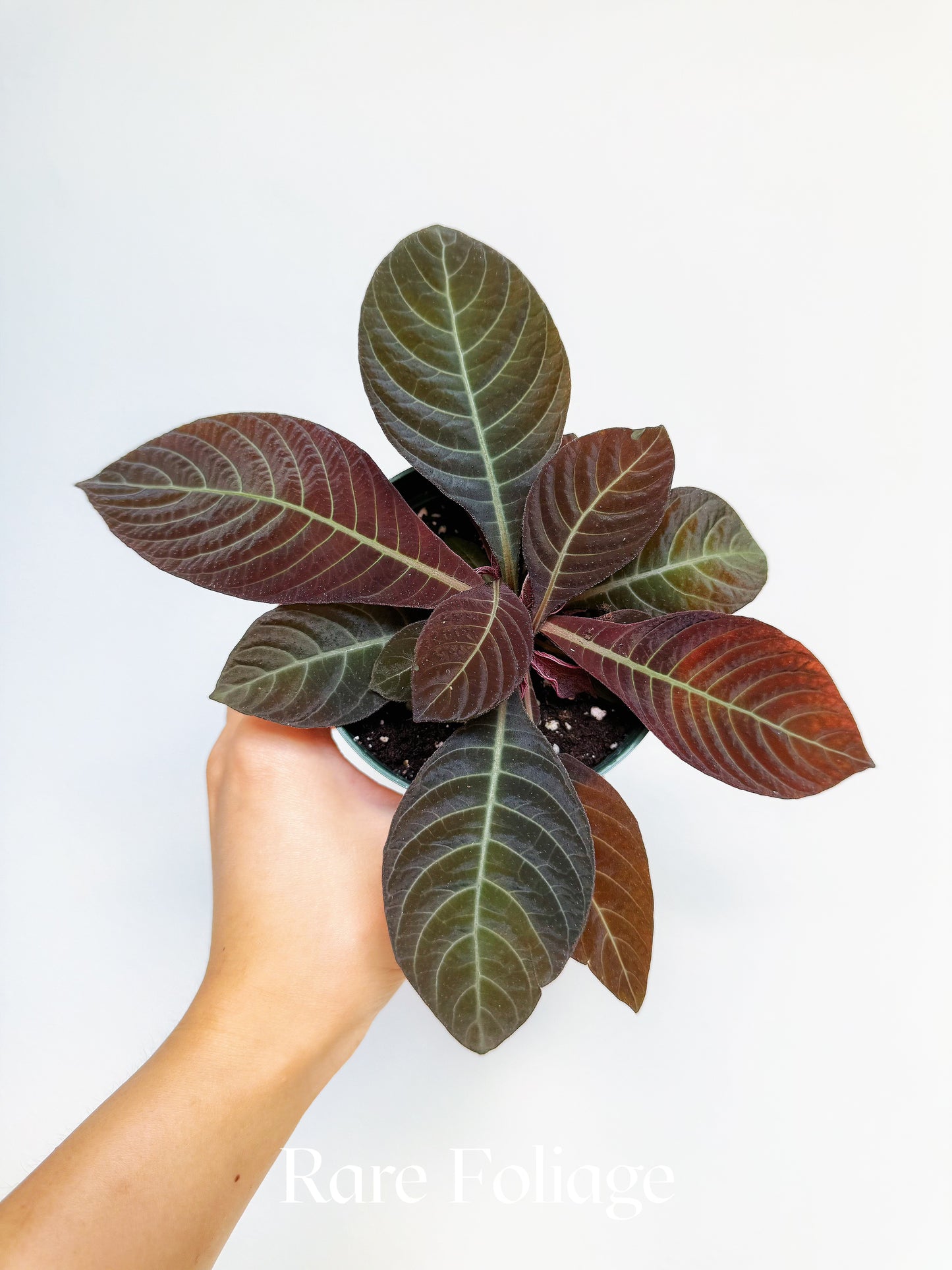 Ardisia Sunrise 4"