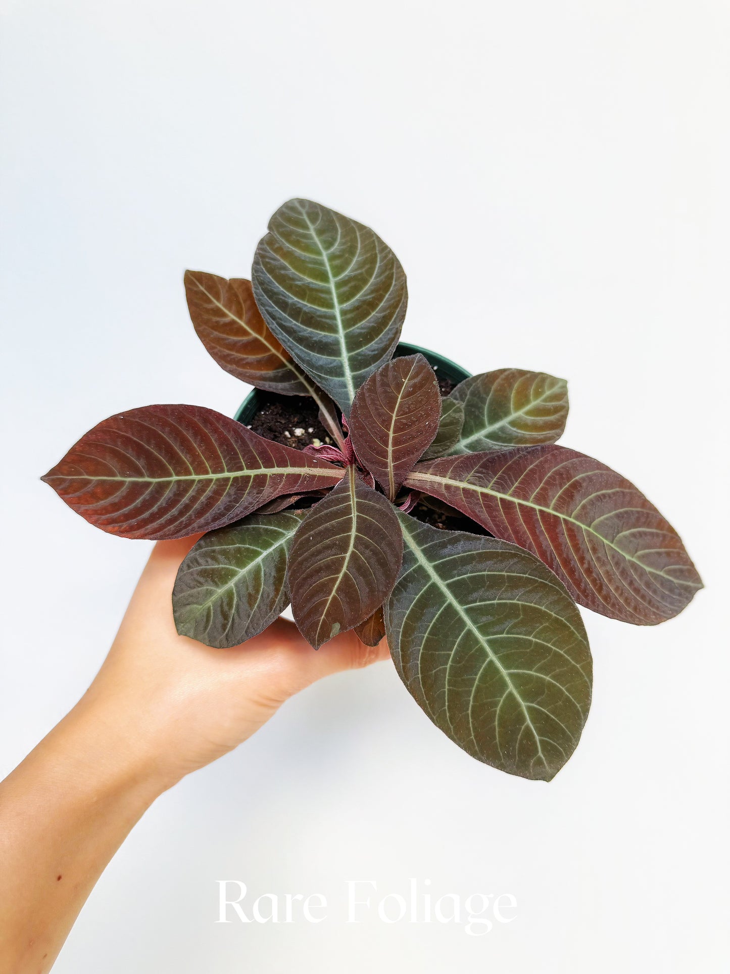 Ardisia Sunrise 4"