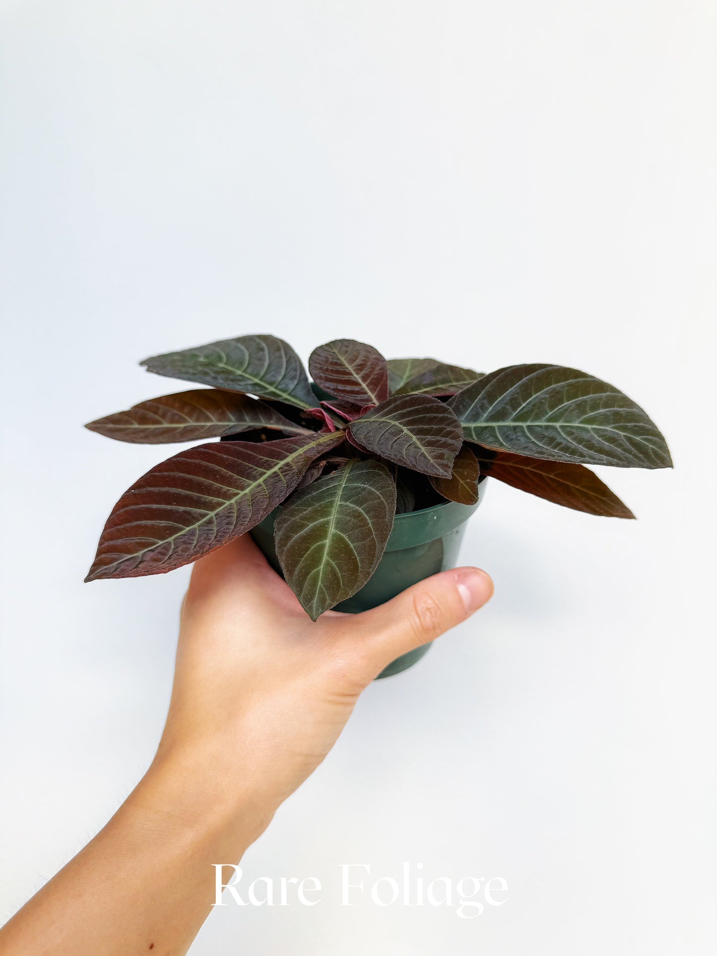 Ardisia Sunrise 4"