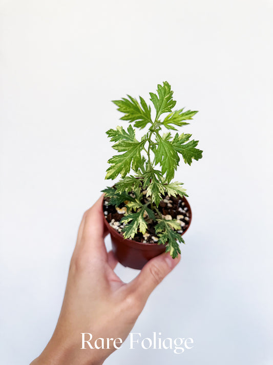 Artemisia Sp. Variegated 3"