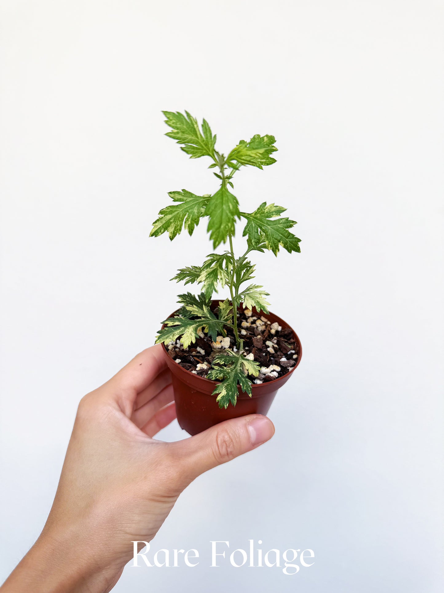 Artemisia Sp. Variegated 3"