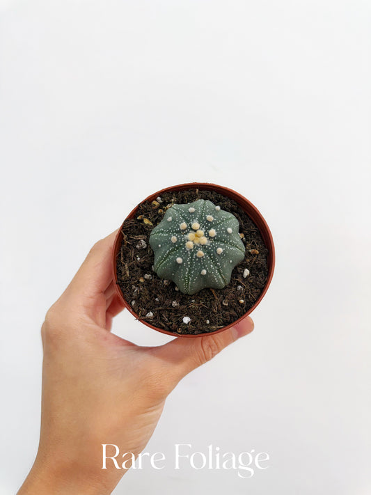 Astrophyllum Asterias Star Shape 3”
