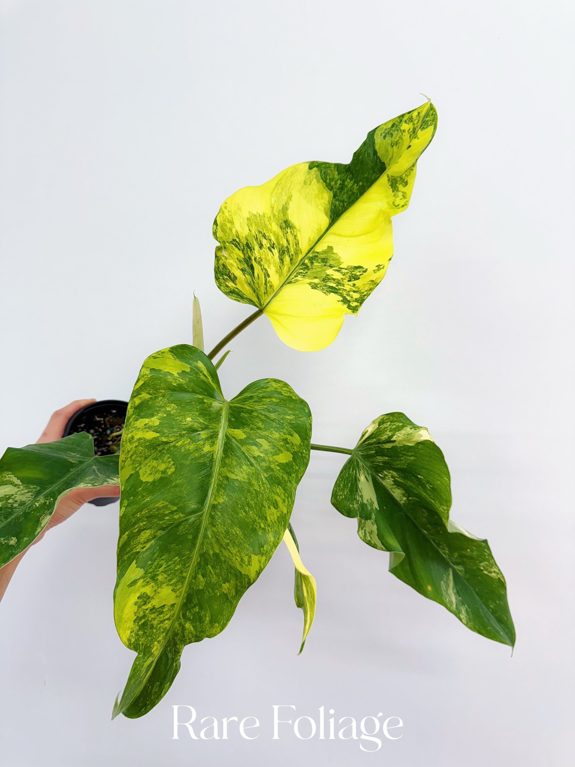indoor philodendron domesticum Philodendron Domesticum Variegated 4” – Rare Foliage Plant Co