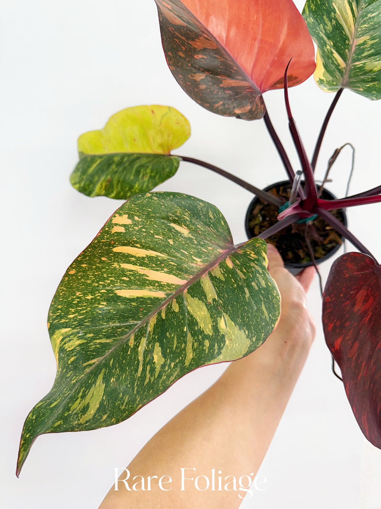 Philodendron Orange Princess 5” Exact Plant