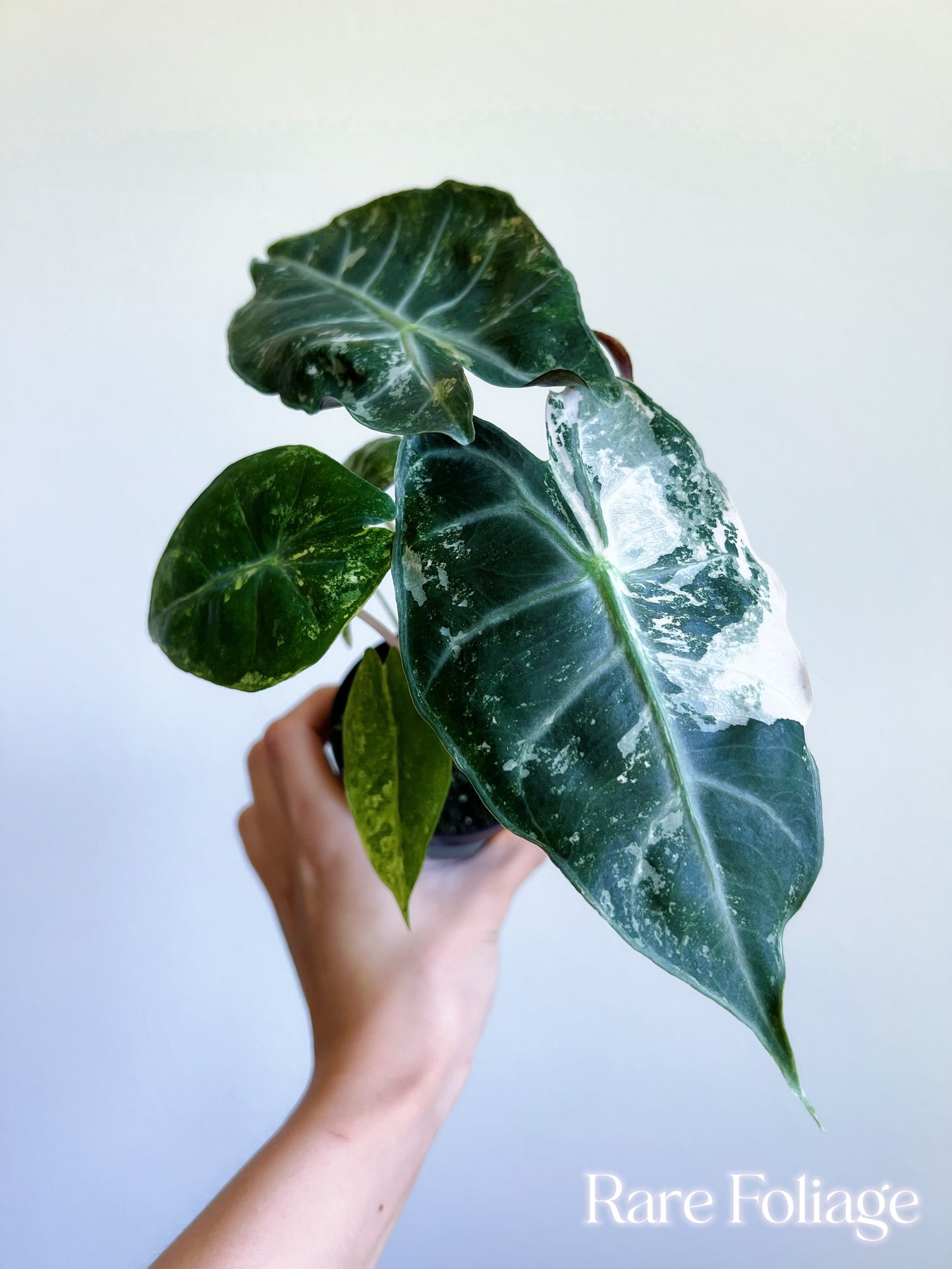 Alocasia Nairobi Night Variegated 3” - US SELLER