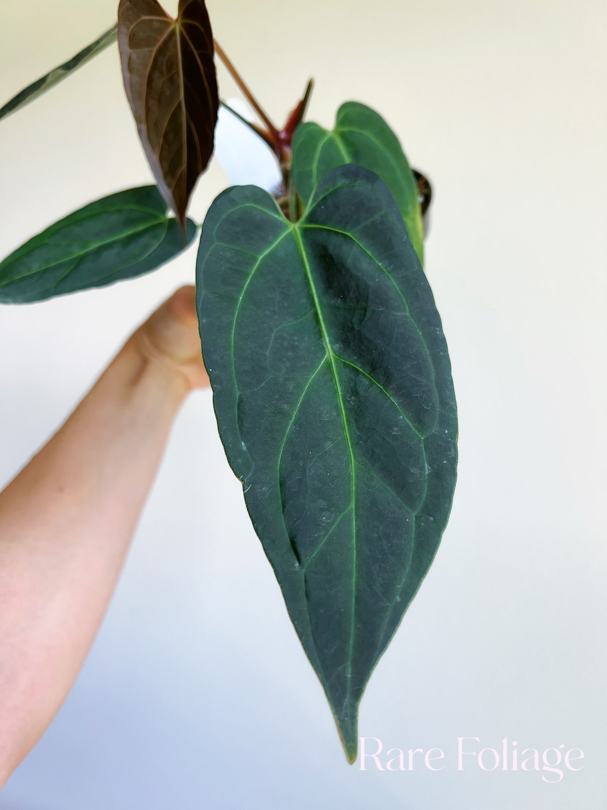 anthurium blue ocean Anthurium Blue Papillilaminum (Kartel Daun) 4”