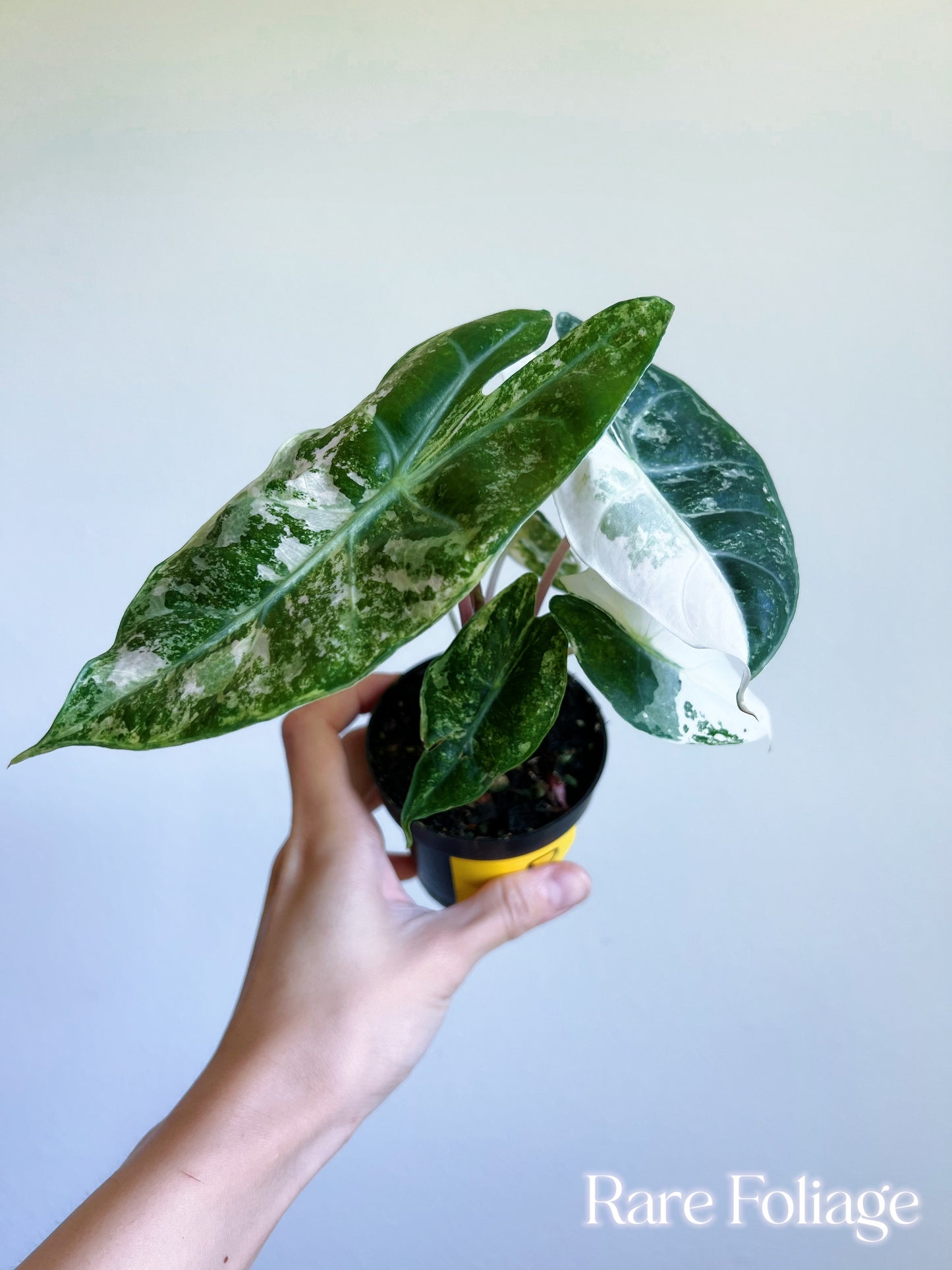 Alocasia Nairobi Night Variegated 3” - US SELLER