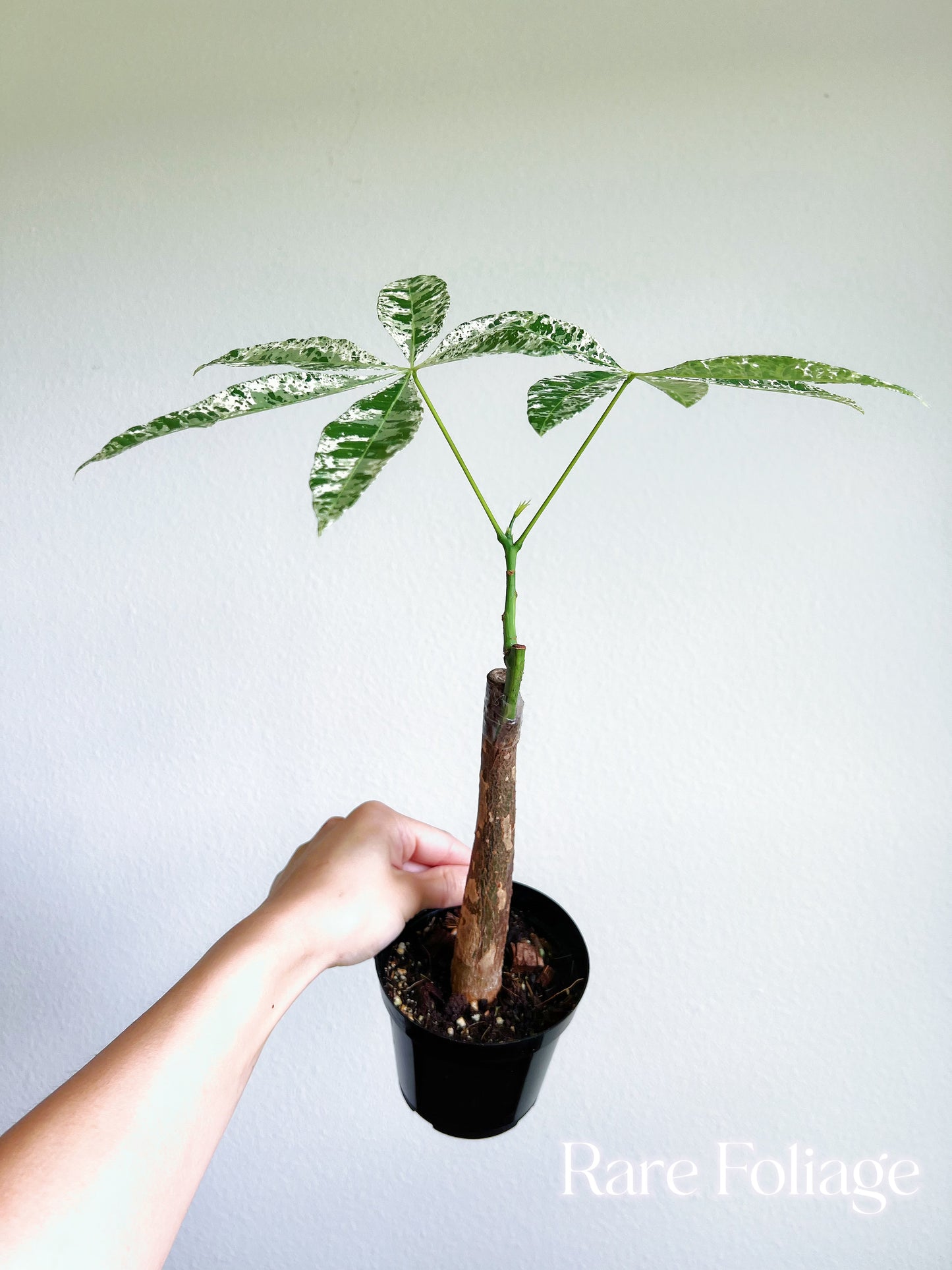 Money Tree Variegated 4" (Grafted)