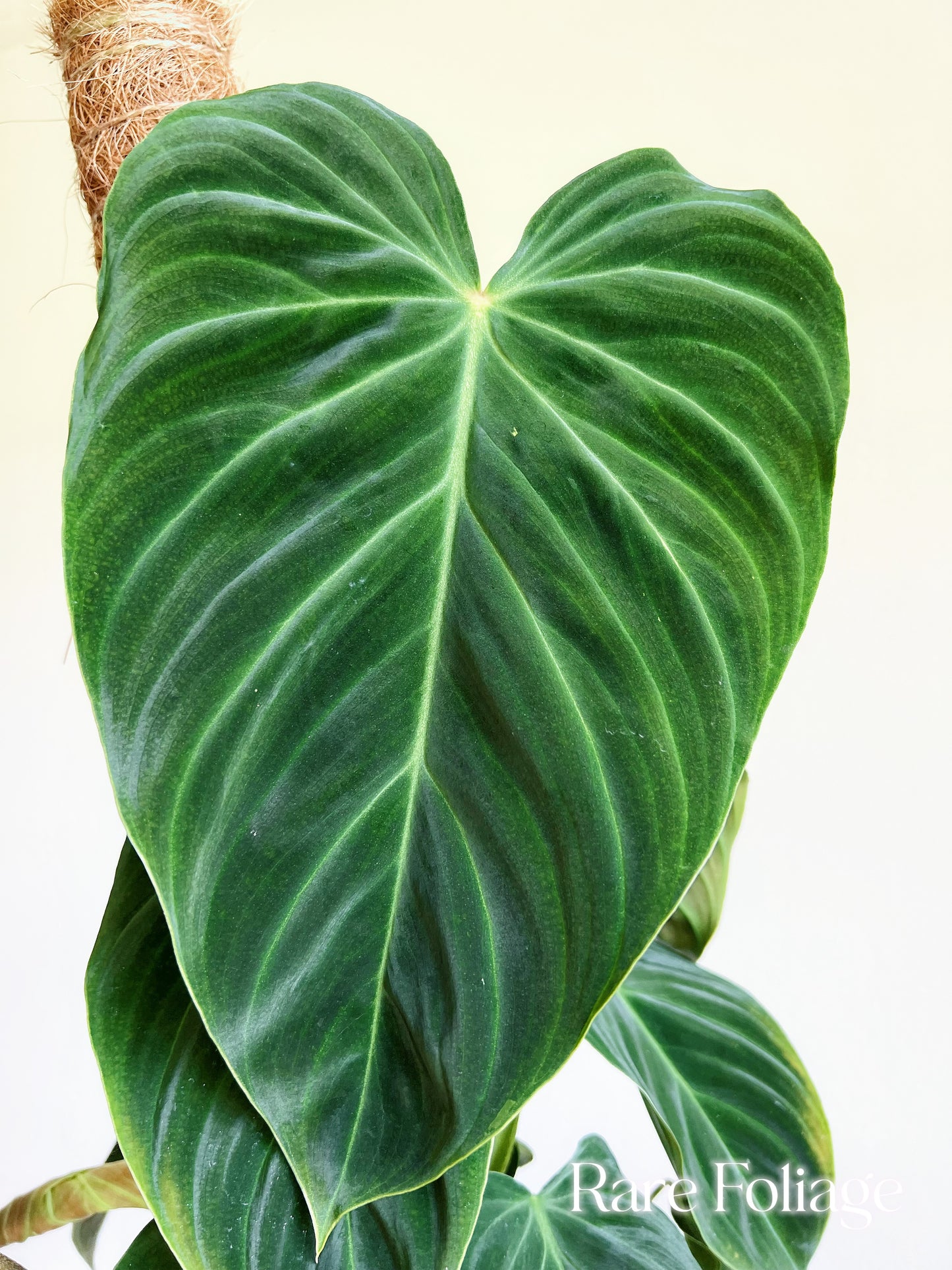 Philodendron Splendid Large 6” with Totem - US SELLER