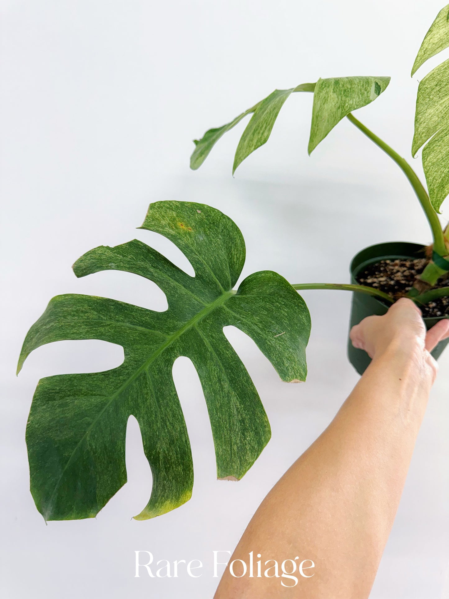 Monstera Full Mint 6” Exact Plant