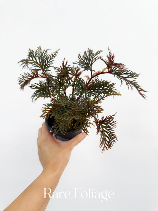 Begonia Bippinatifida 4”