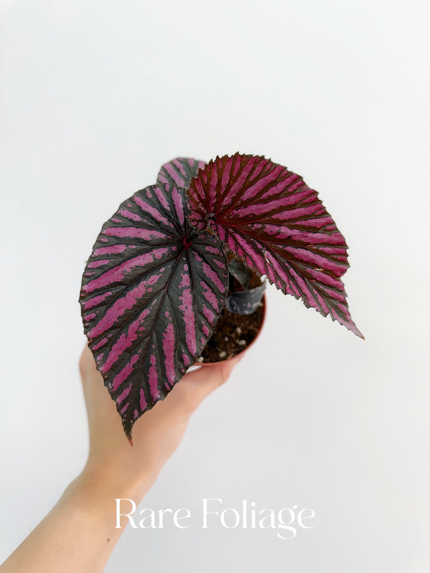 Begonia Brevirimosa 4”