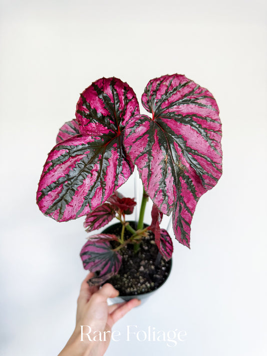 Begonia Brevirimosa 6” Mother Plant