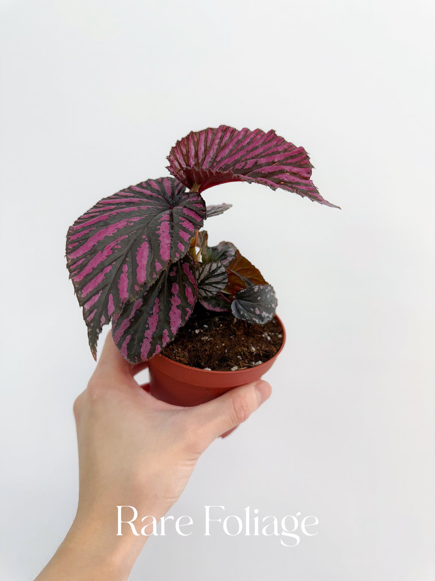 Begonia Brevirimosa 4”