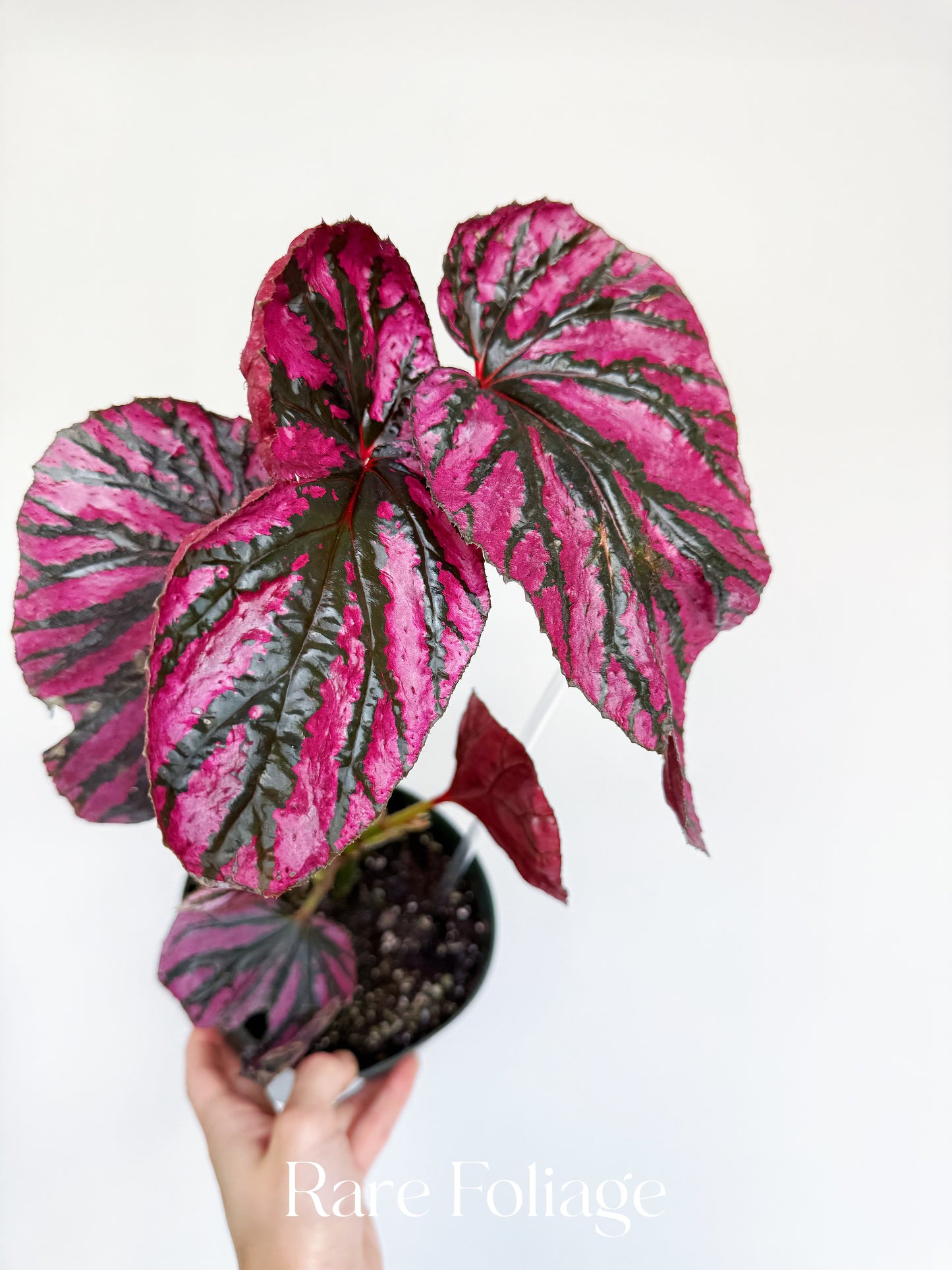 Begonia Brevirimosa 6” Mother Plant