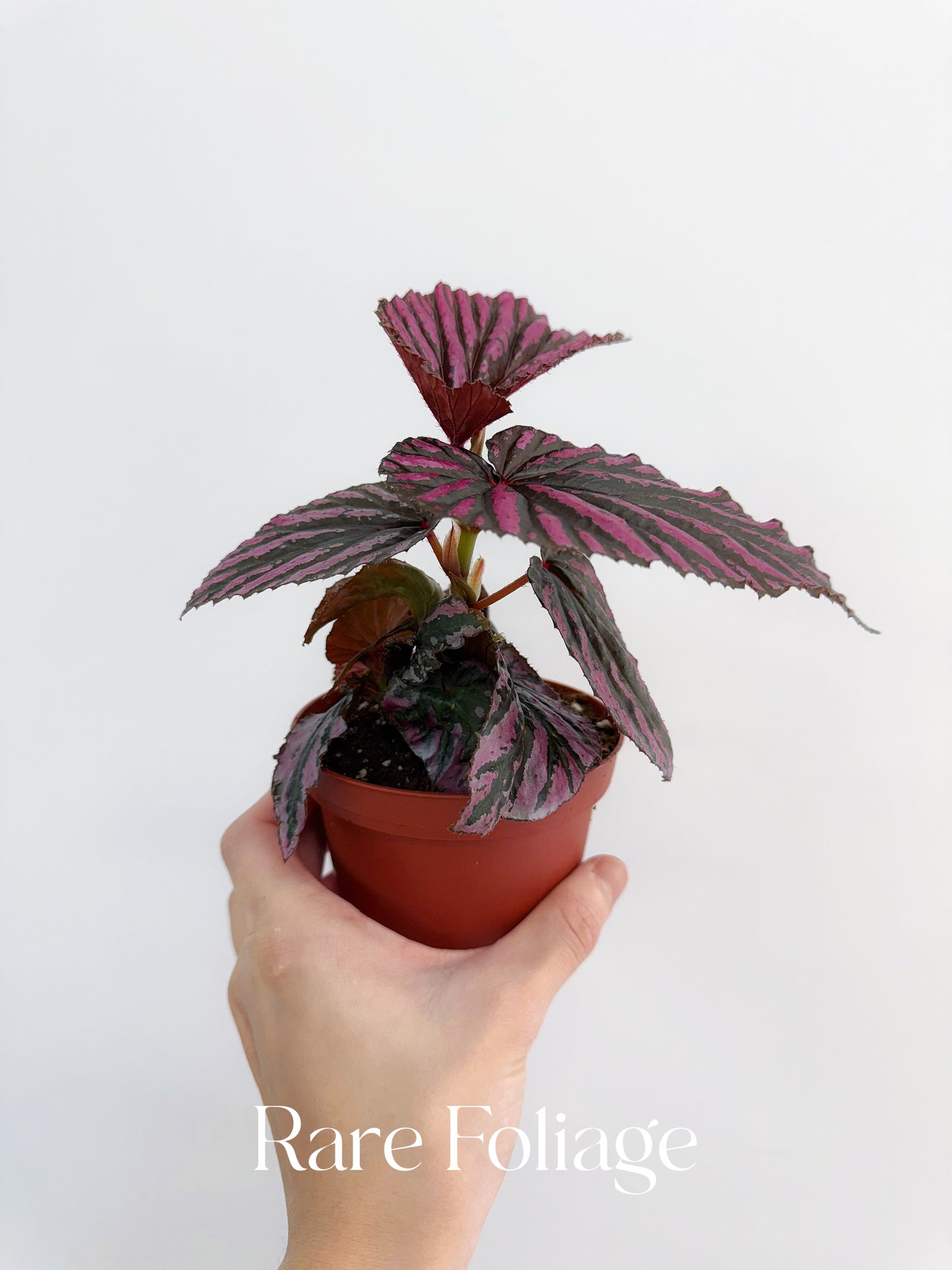 Begonia Brevirimosa 4”