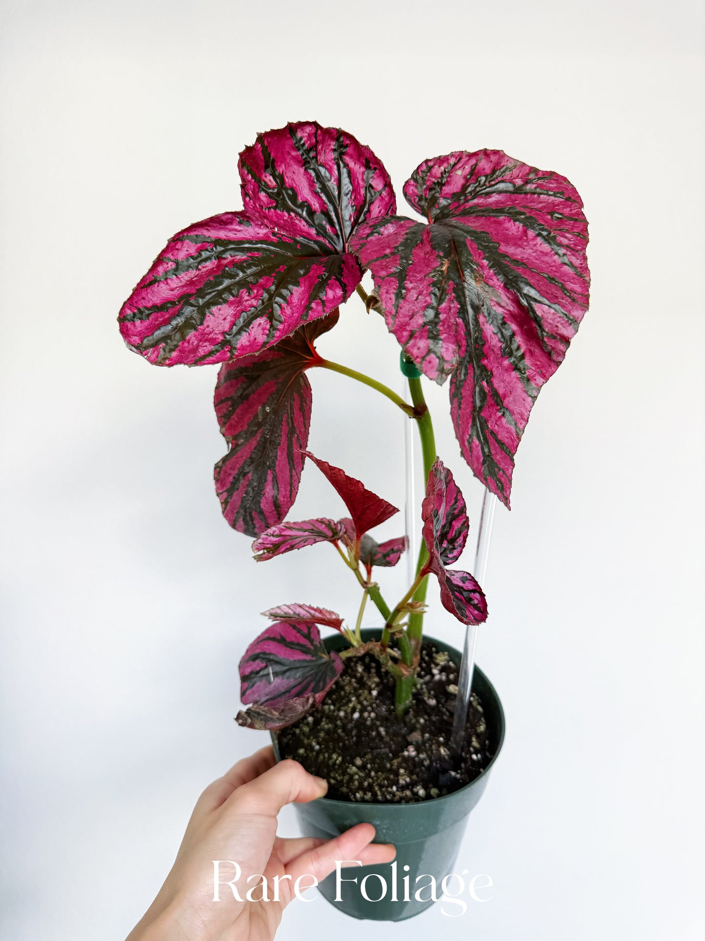 Begonia Brevirimosa 6” Mother Plant