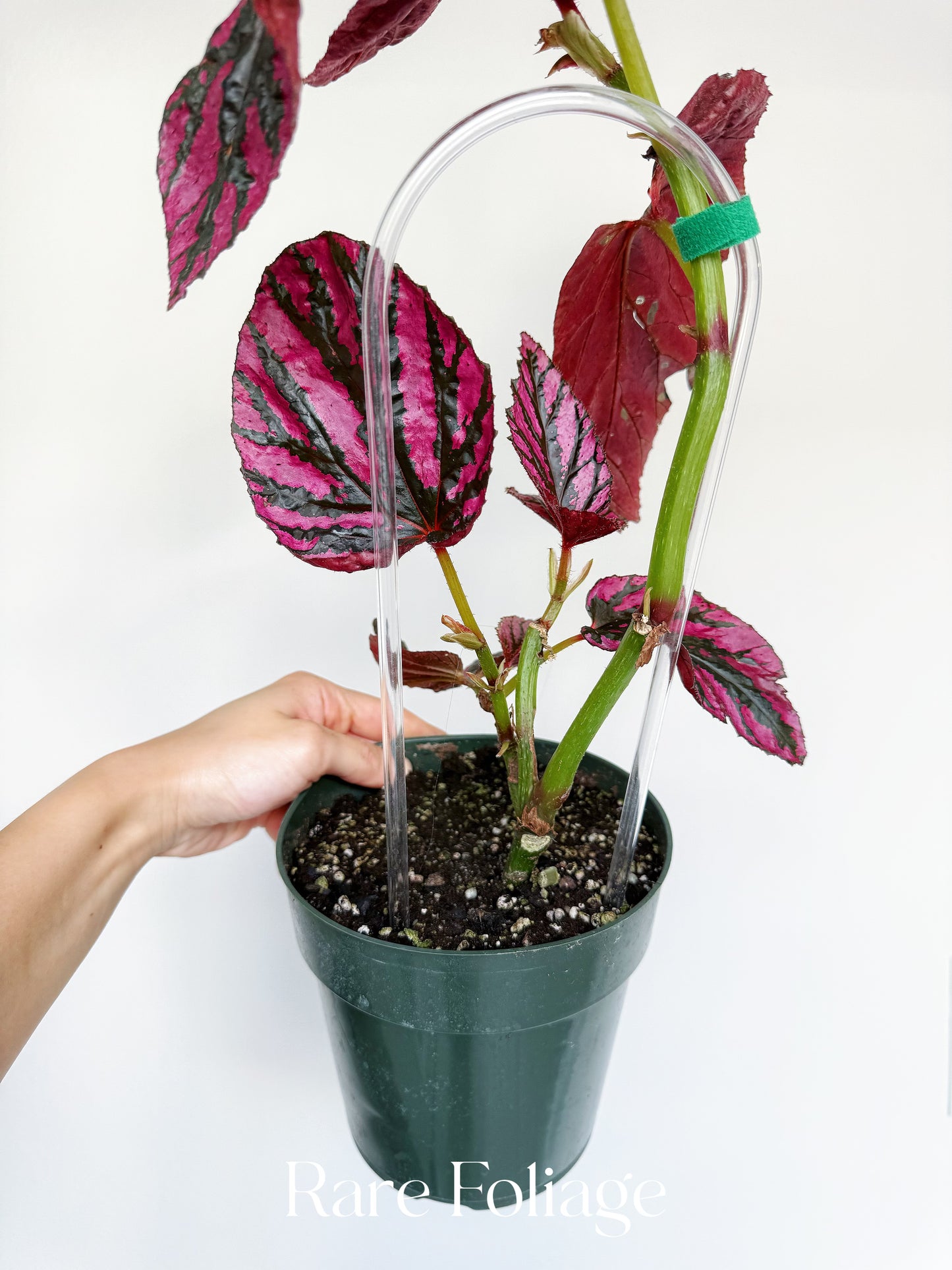 Begonia Brevirimosa 6” Mother Plant