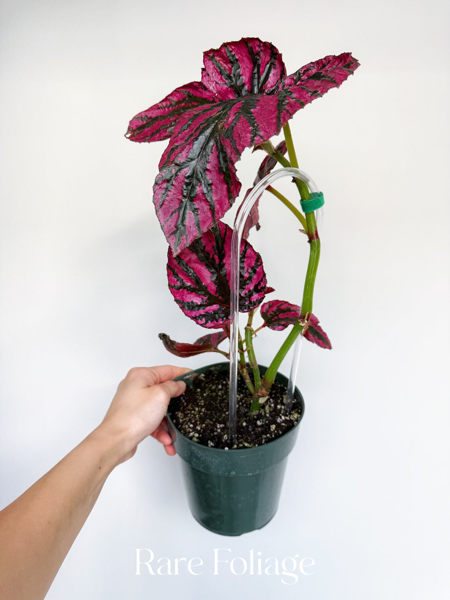 Begonia Brevirimosa 6” Mother Plant
