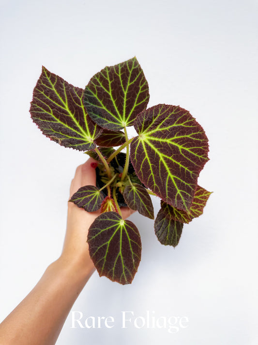 Begonia Chloroneura 3”