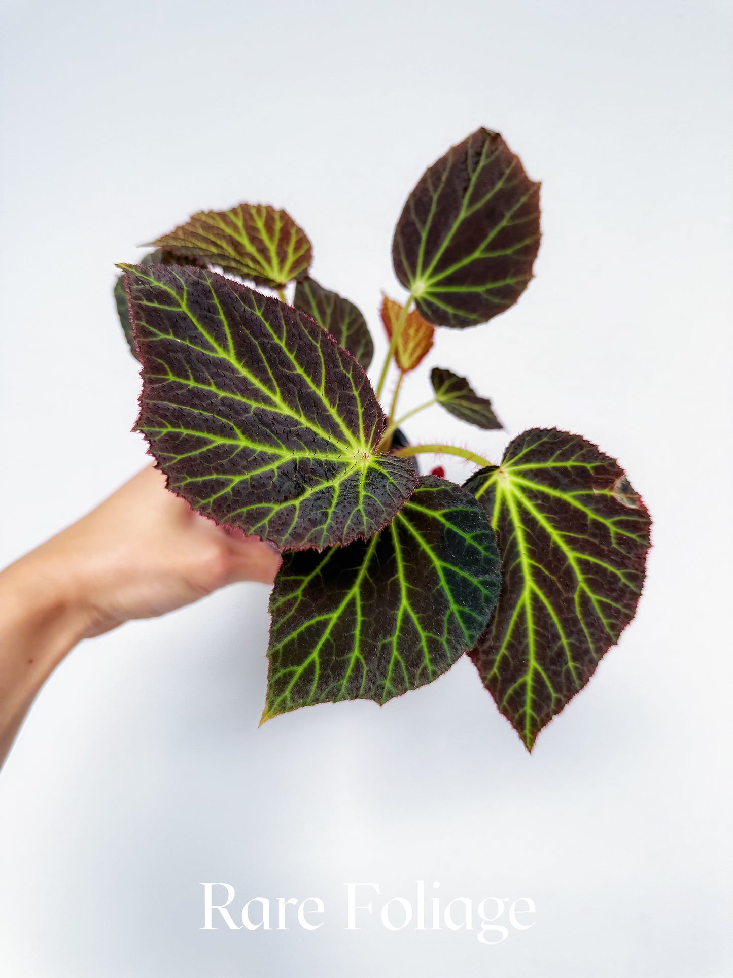 Begonia Chloroneura 3”