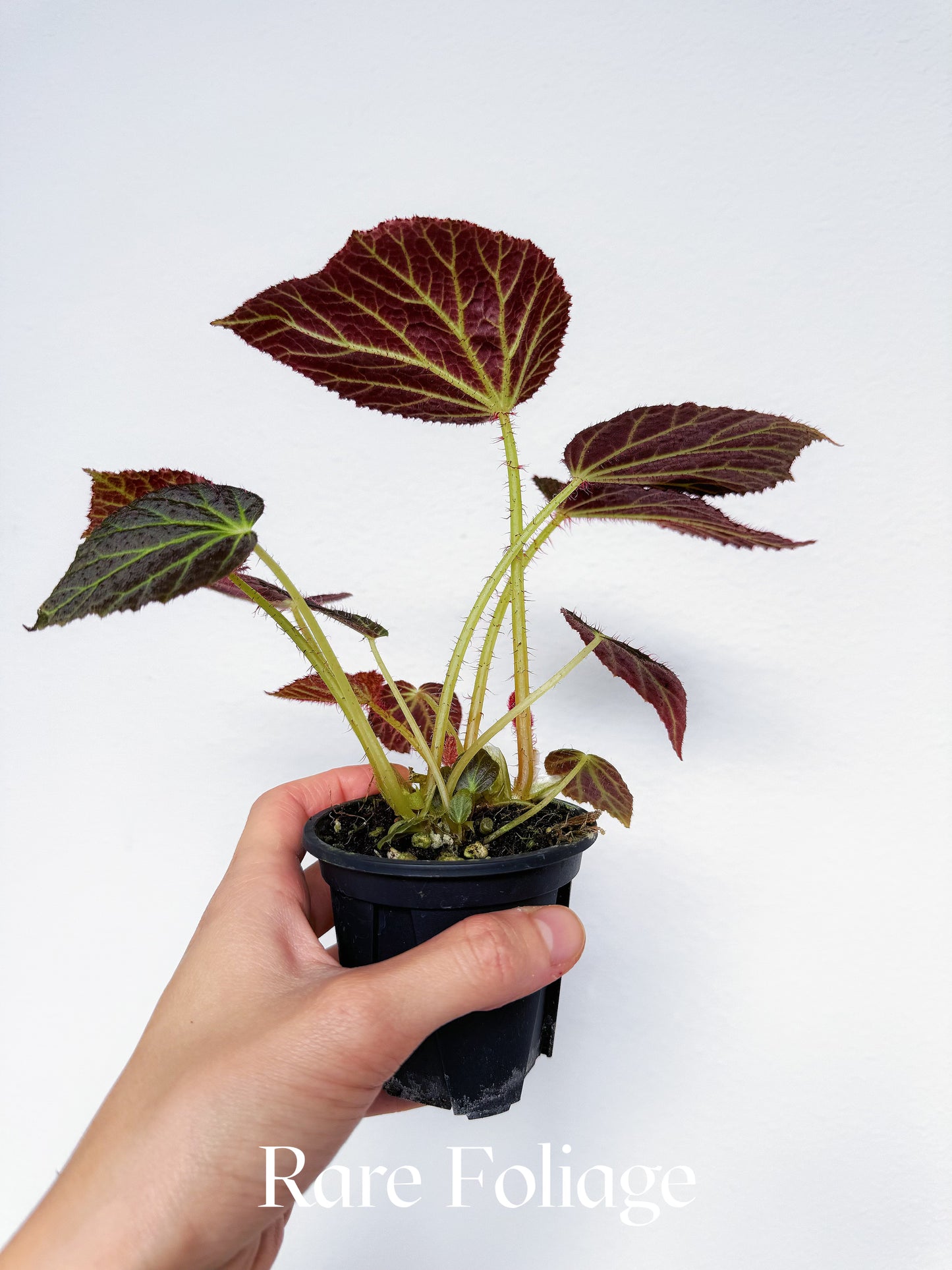 Begonia Chloroneura 3”
