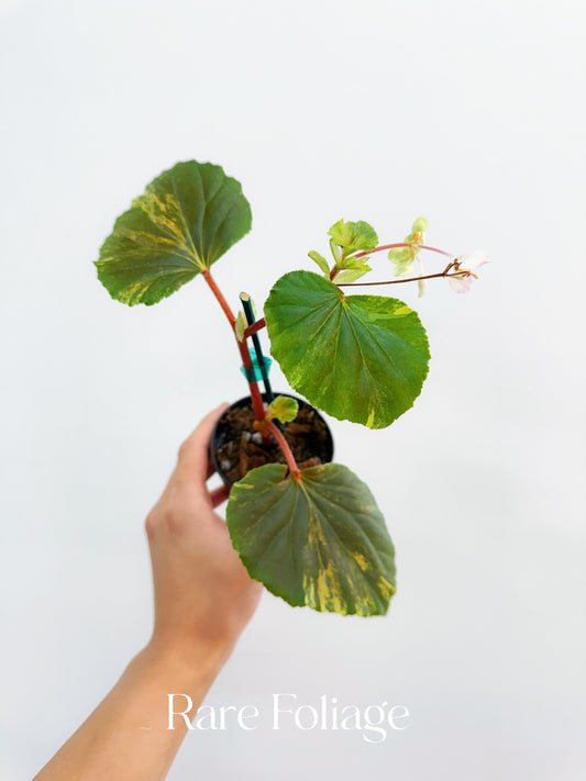 Begonia Cucullata Variegated 3”