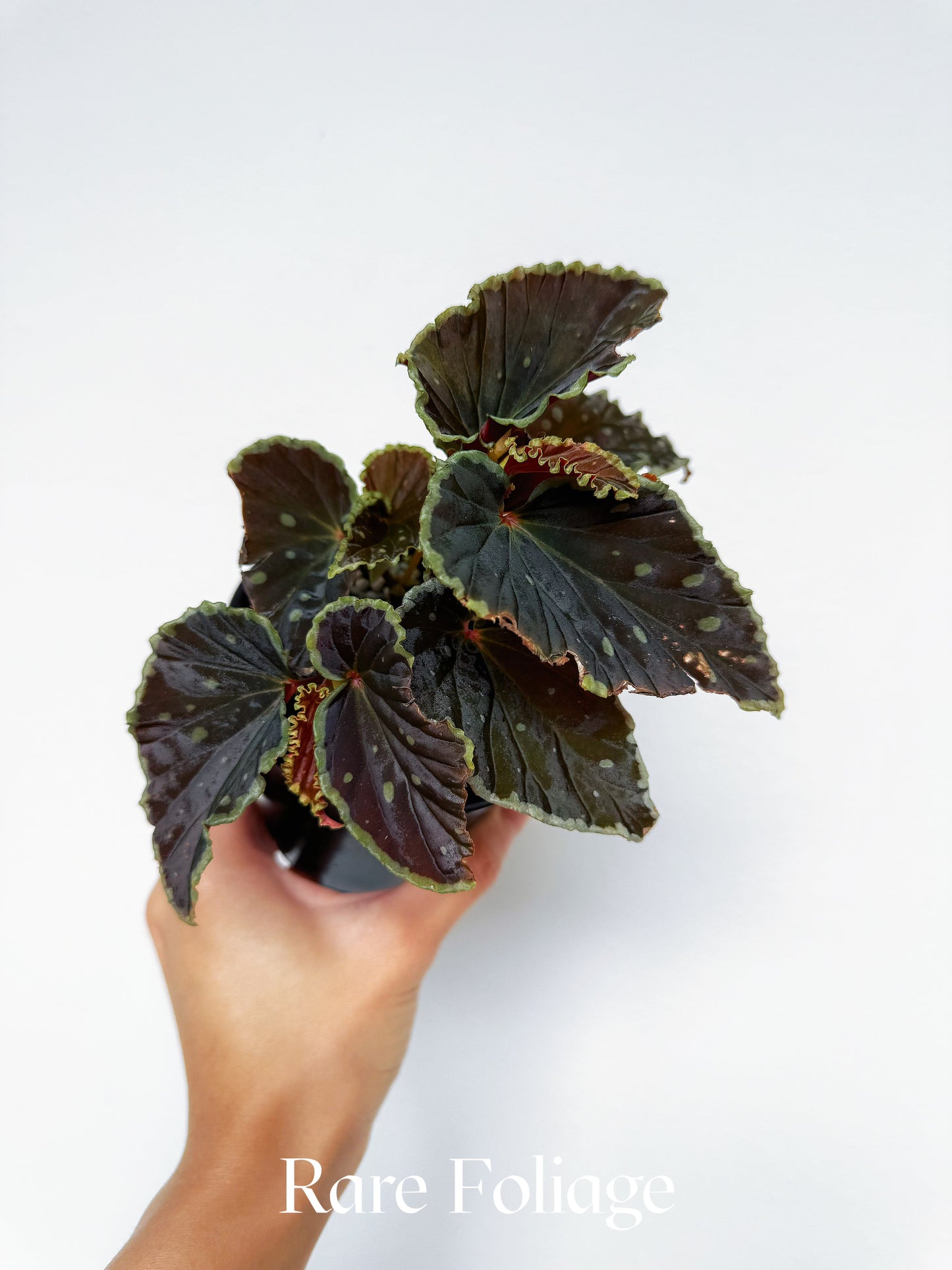 Begonia Darth Vader 4”