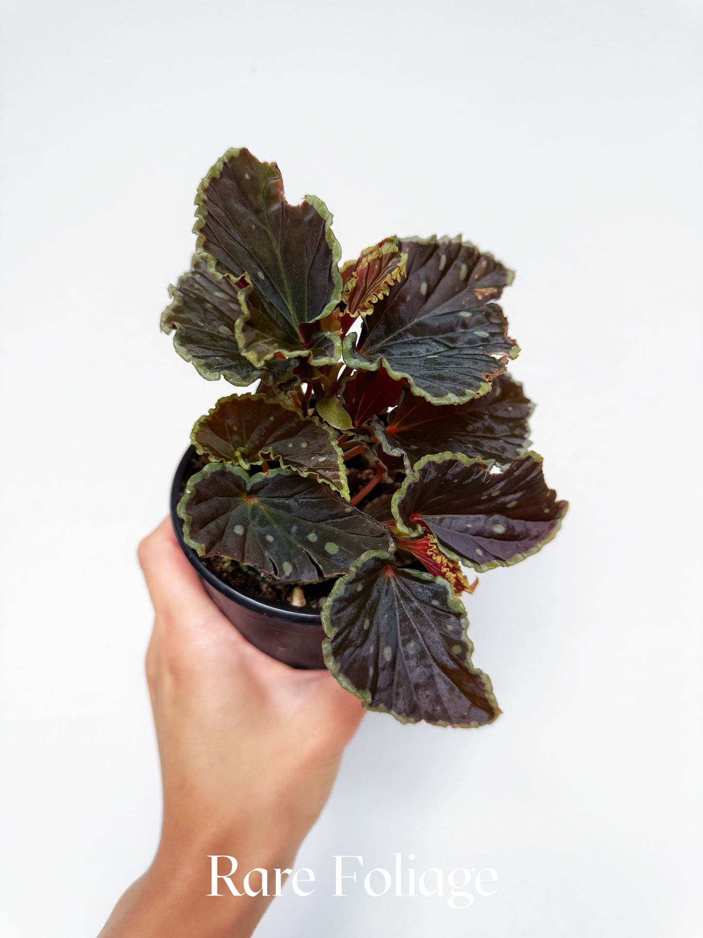 Begonia Darth Vader 4”