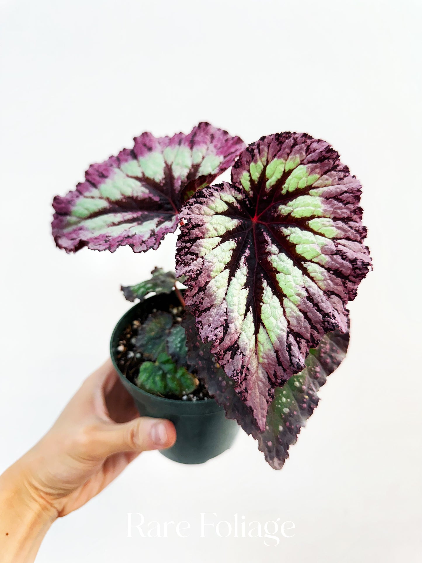 Begonia Fireworks 4”