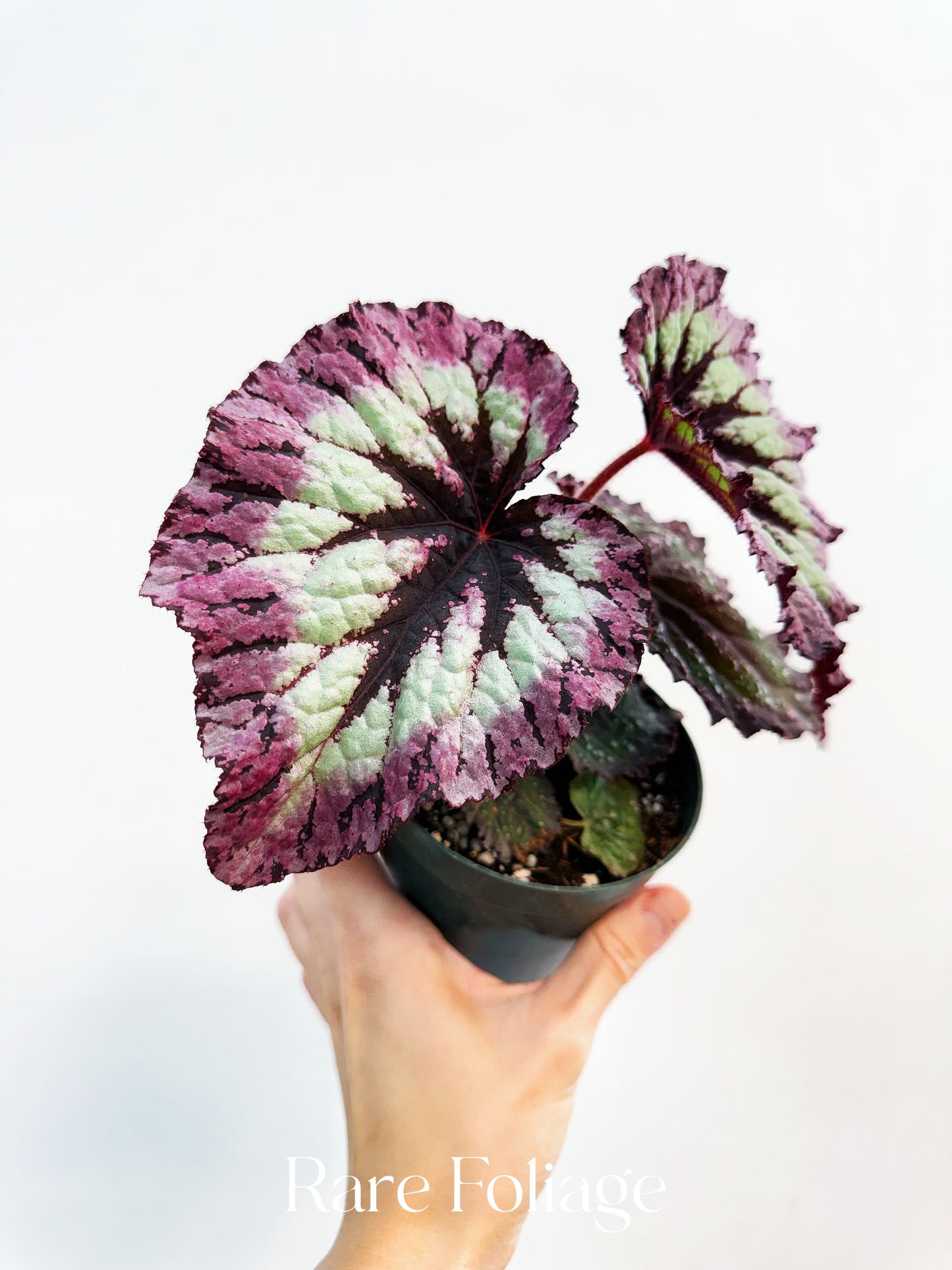 Begonia Fireworks 4”