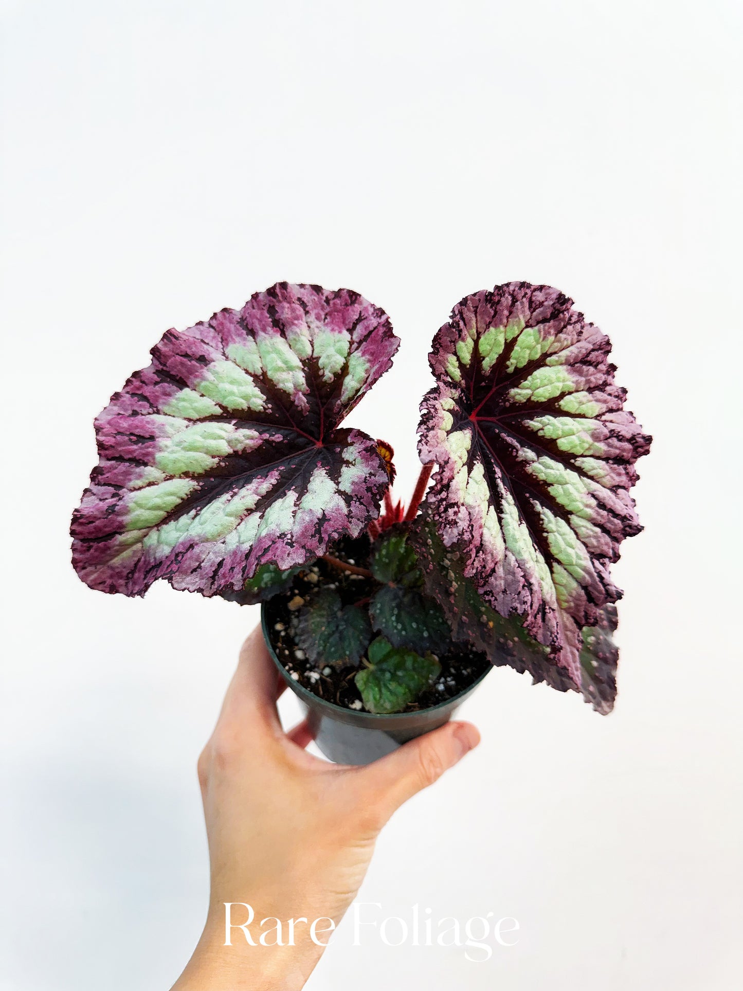 Begonia Fireworks 4”