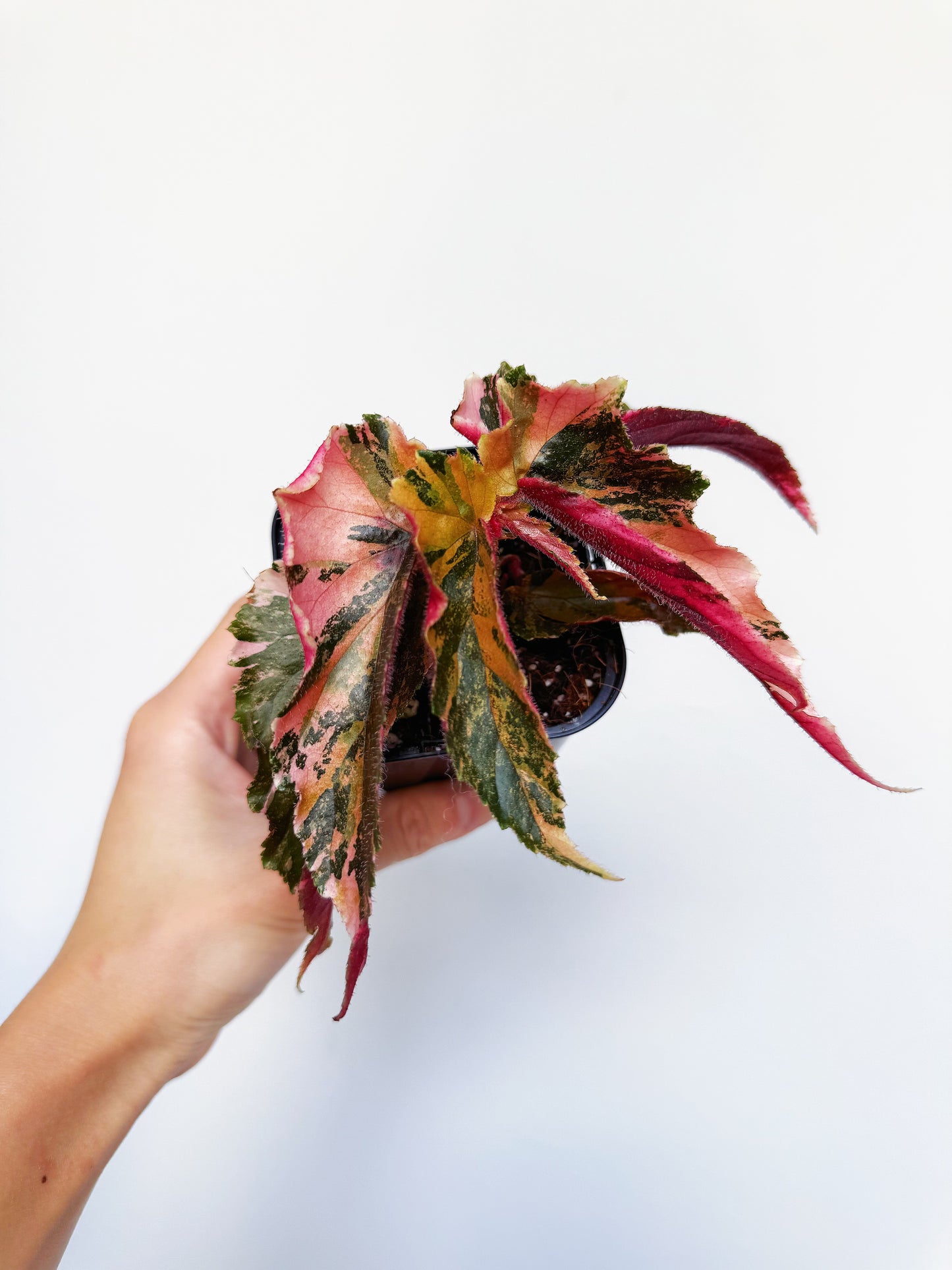 Begonia Ginny Galaxy 3”