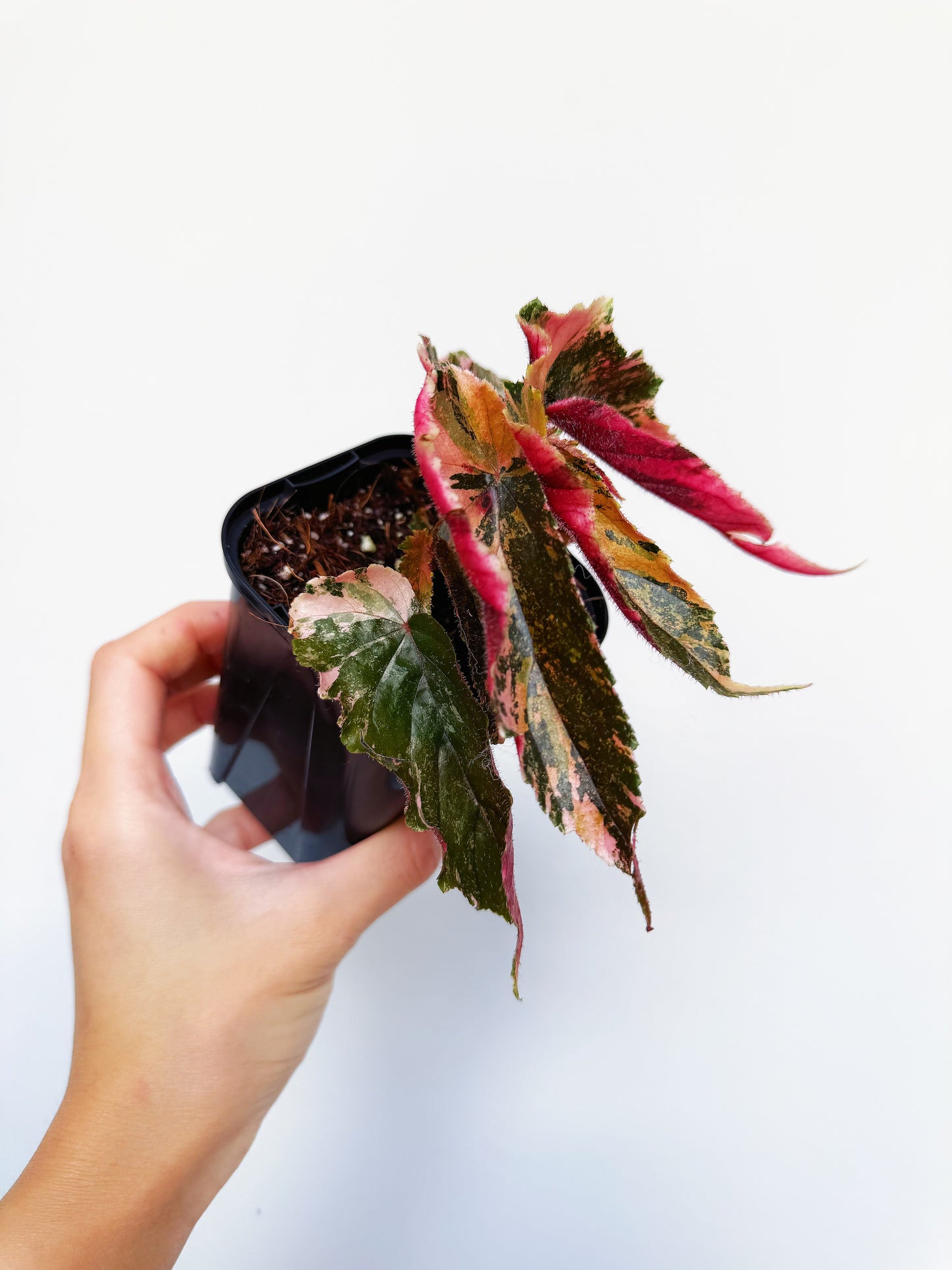 Begonia Ginny Galaxy 3”