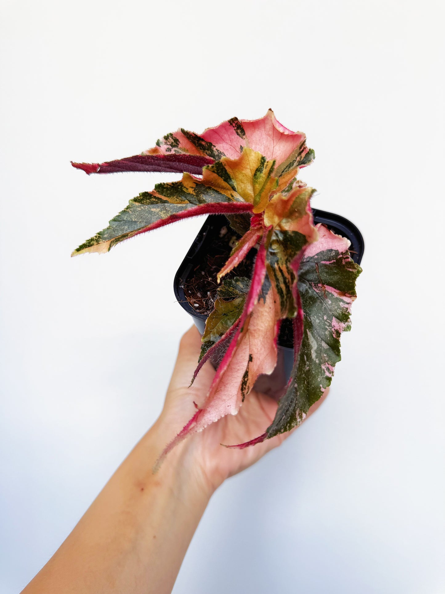 Begonia Ginny Galaxy 3”