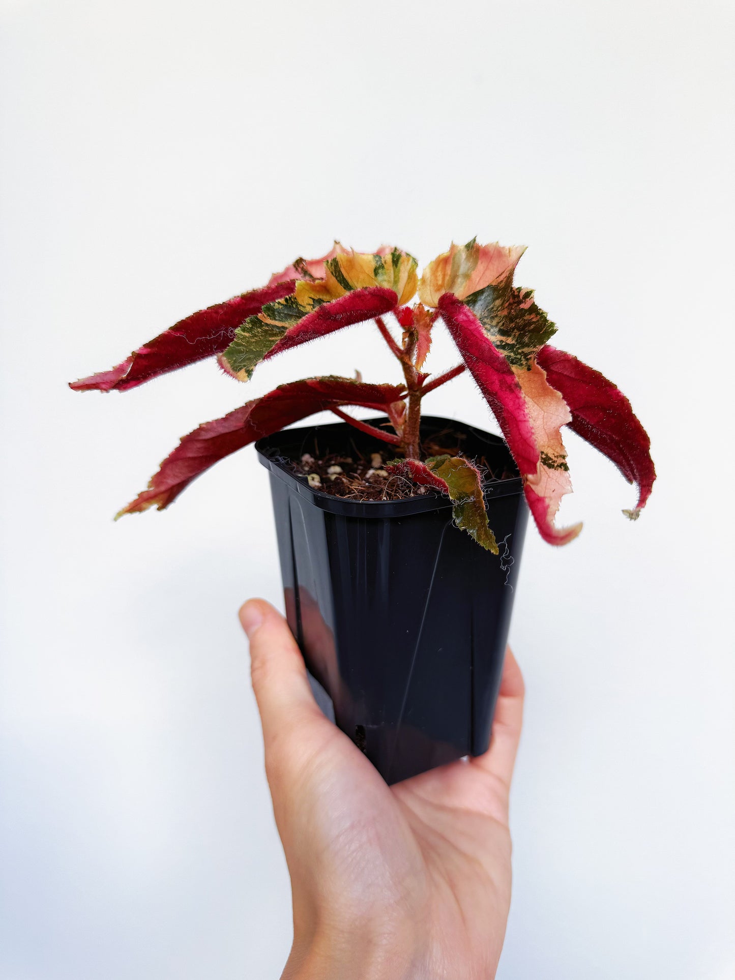 Begonia Ginny Galaxy 3”