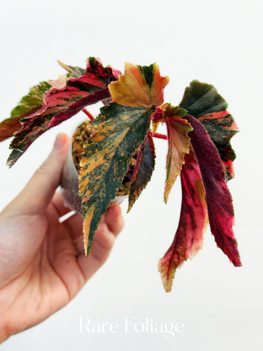 Begonia Ginny Galaxy Variegated 2”