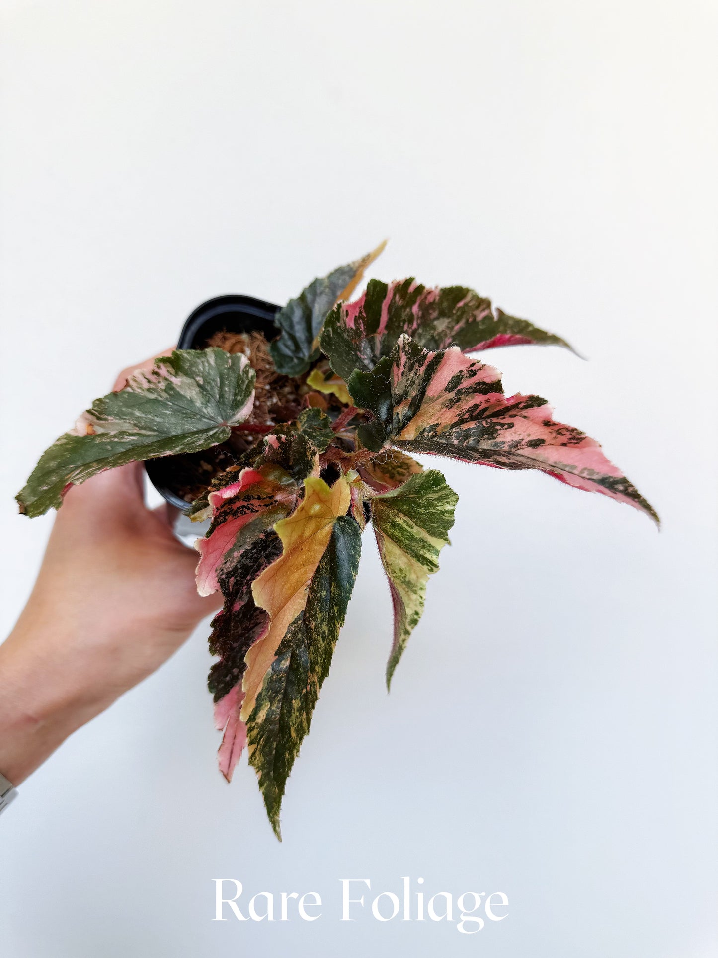 Begonia Ginny Galaxy Pink Variegated 3” Exact Plant