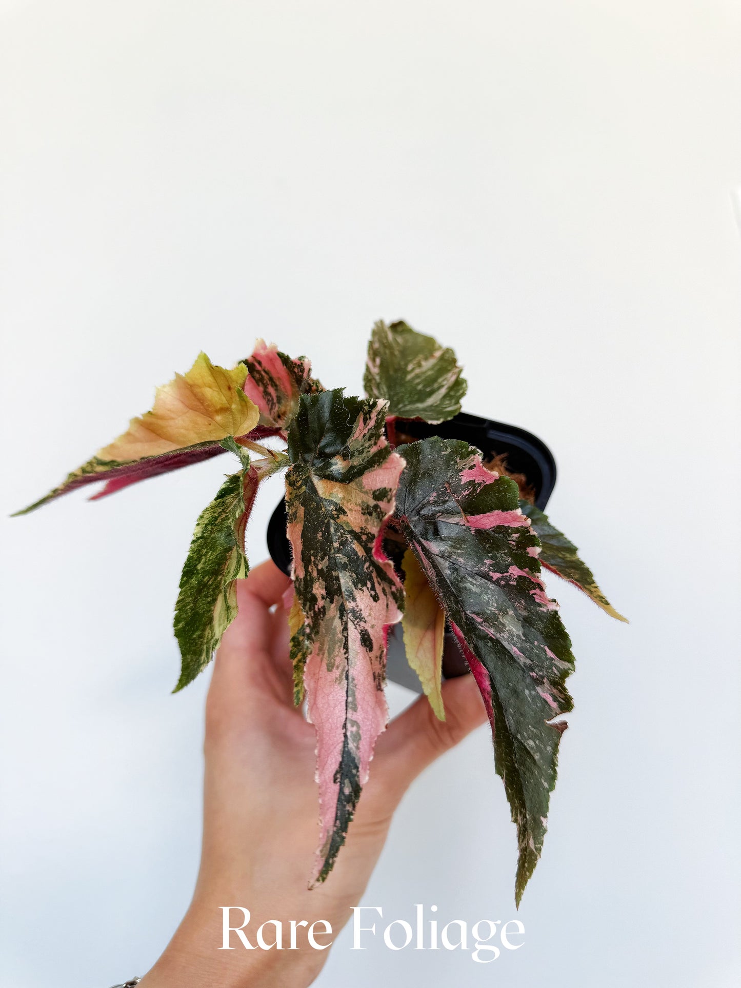 Begonia Ginny Galaxy Pink Variegated 3” Exact Plant