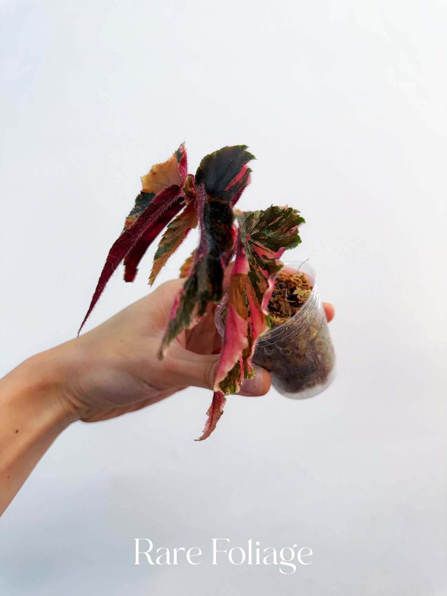 Begonia Ginny Galaxy Variegated 2”