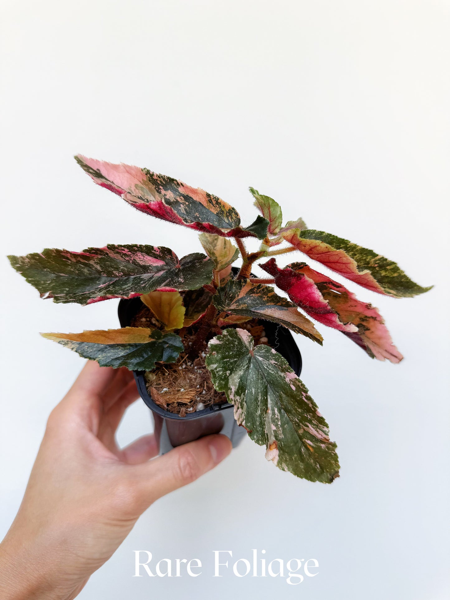 Begonia Ginny Galaxy Pink Variegated 3” Exact Plant