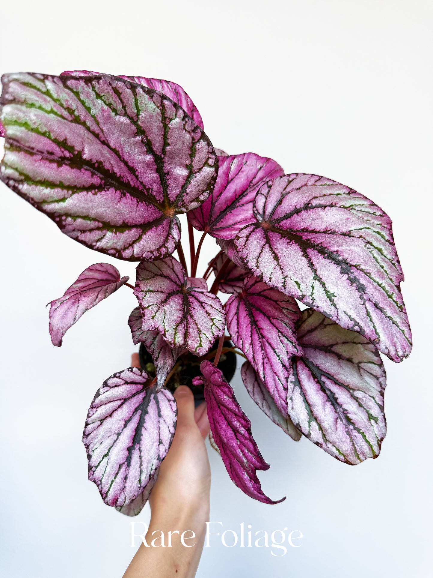 Begonia Rex ‘Hugh McLaughlin’ 4”