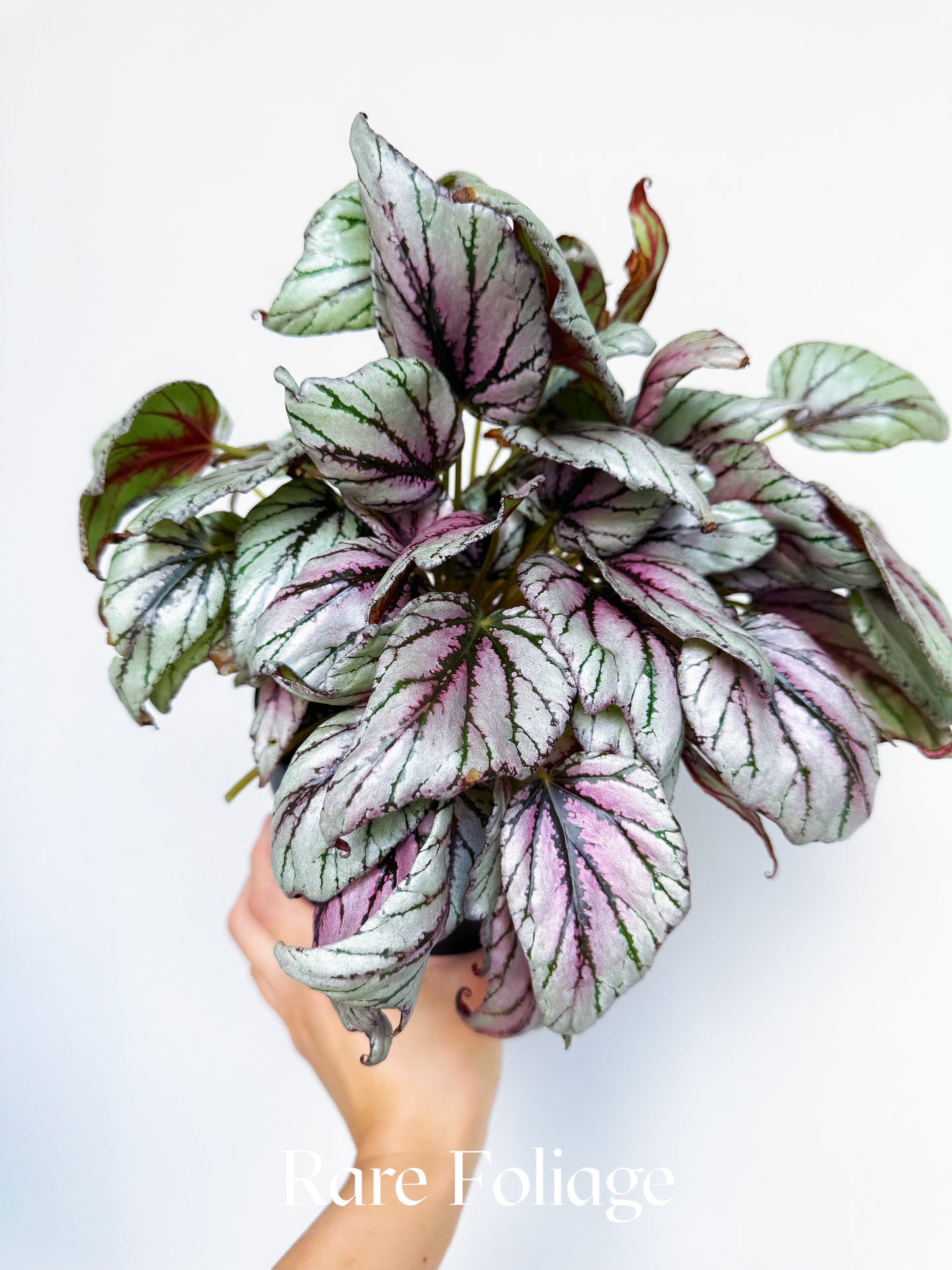 Begonia Rex ‘Hugh McLaughlin’ 6"